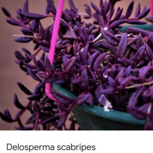 Delosperma scrapes