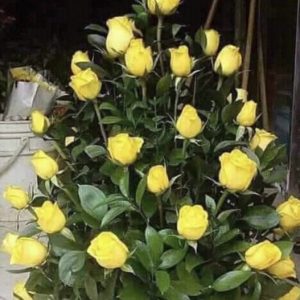 Yellow Roses with greenery Upright arrangement