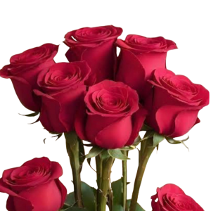 Red Roses